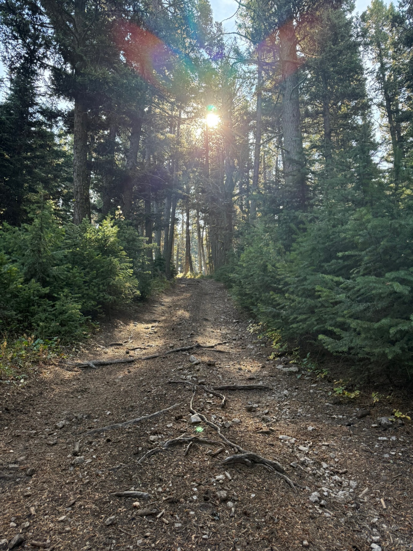 Sun breaking through timber over a pack trail