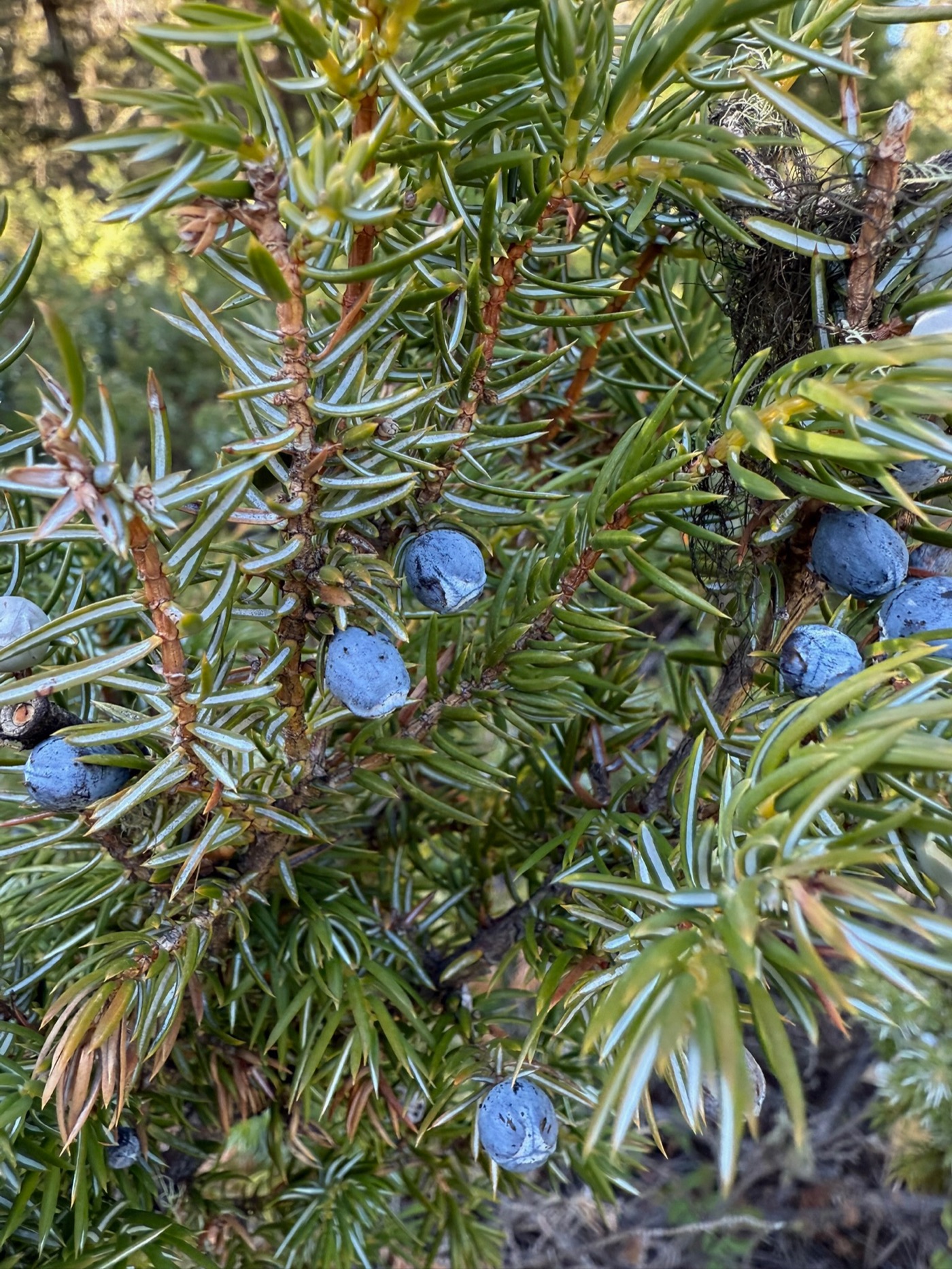 Juniper berries in late-season timber